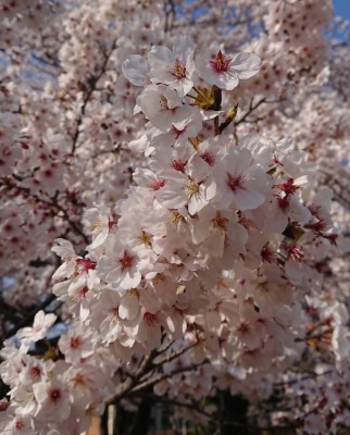 桜